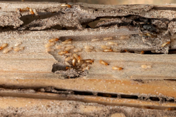 Best Emergency Pest Control  in Darby, PA