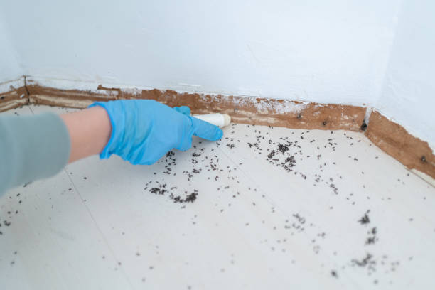 Best Pest Control Near Me in Darby, PA